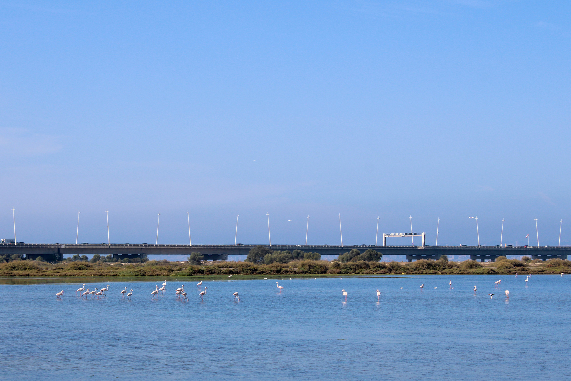 15_Flamingos_V_Gama_Bridge